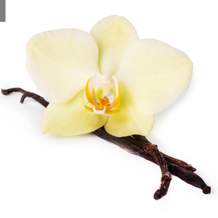 Vanilla Reverie Sample Set