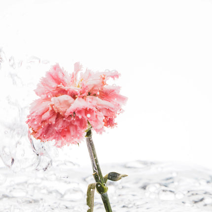 Floral Essence Fragrance Discovery Set